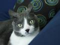 lolcats