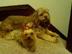 Miller-and-peshi_72x54_c