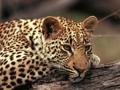 Cheetahs-120x90-c_120x90_c